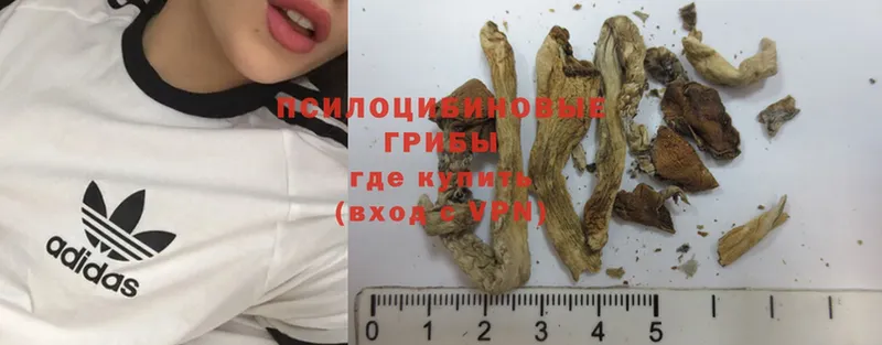 Галлюциногенные грибы Psilocybe  купить   kraken ТОР  Лихославль 